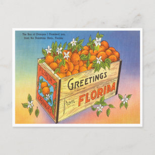 Greetings from Florida Orange Vintage Travel Postcard