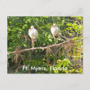 Greetings from Florida! Postcard