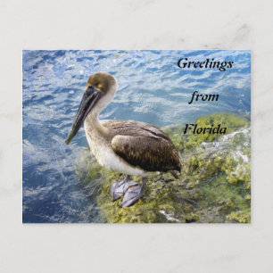 Greetings from Florida Postcard