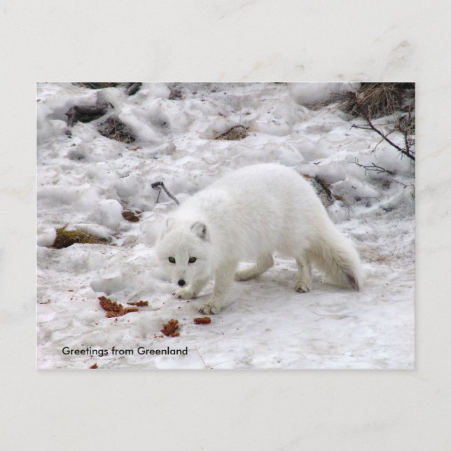 Greetings from Greenland 18 Postcard (Front)