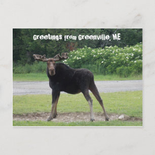 Greetings from Greenville 1 Postcard