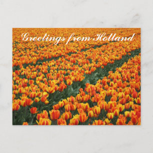 "Greetings from Holland" postcard