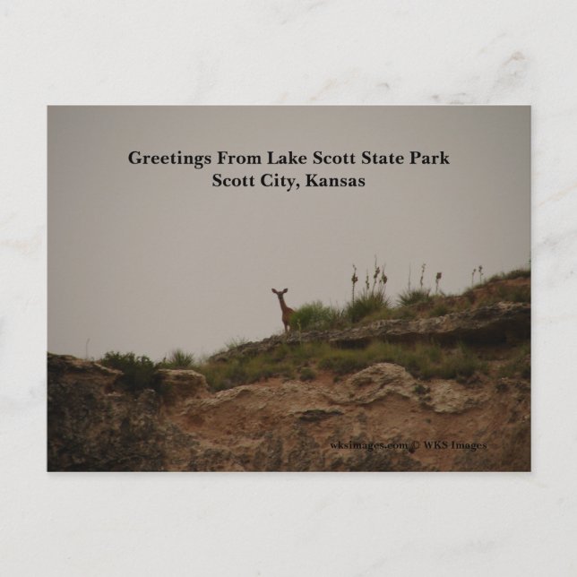 Greetings From Lake Scott State Park Postcard (Front)