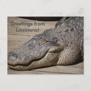 Greetings from Louisiana Postcard