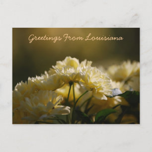 Greetings From Louisiana Postcard