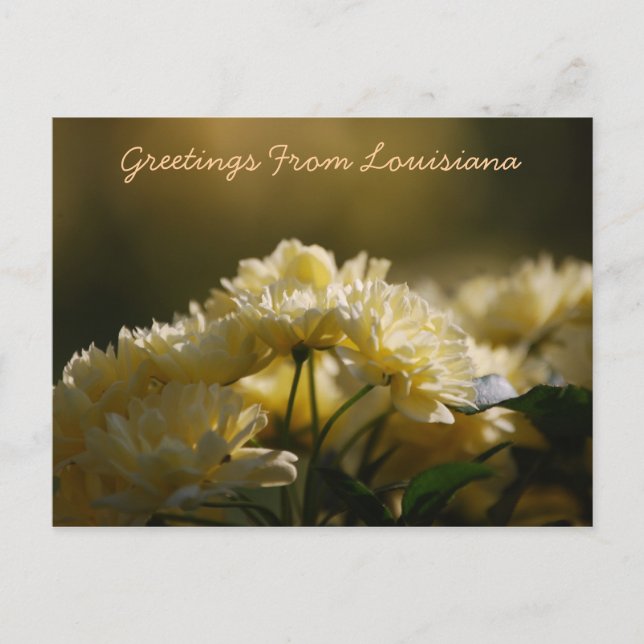 Greetings From Louisiana Postcard (Front)