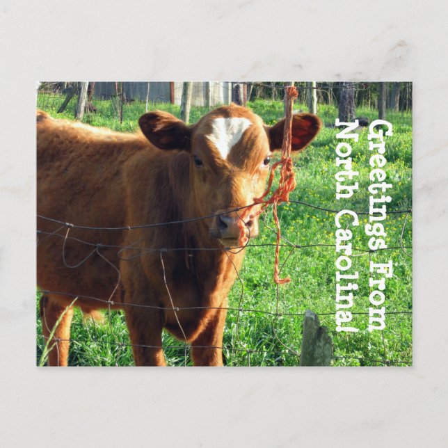 Greetings From North Carolina! Postcard (Front)