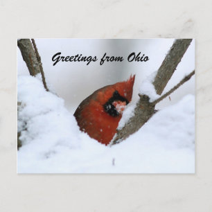 Greetings from Ohio Postcard
