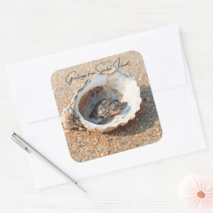 Greetings from Sanibel Island Sea Turtle in Shell Square Sticker