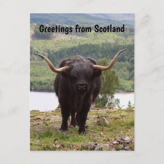 Greetings from Scotland: Black Highland cattle Postcard (Front)