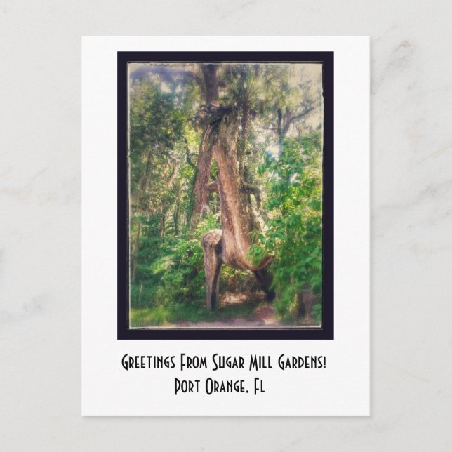 Greetings From Sugar Mill Gardens Postcard (Front)