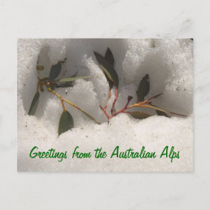 Greetings from the Australian Alps Postcard