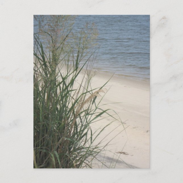 Greetings from the beach! postcard (Front)