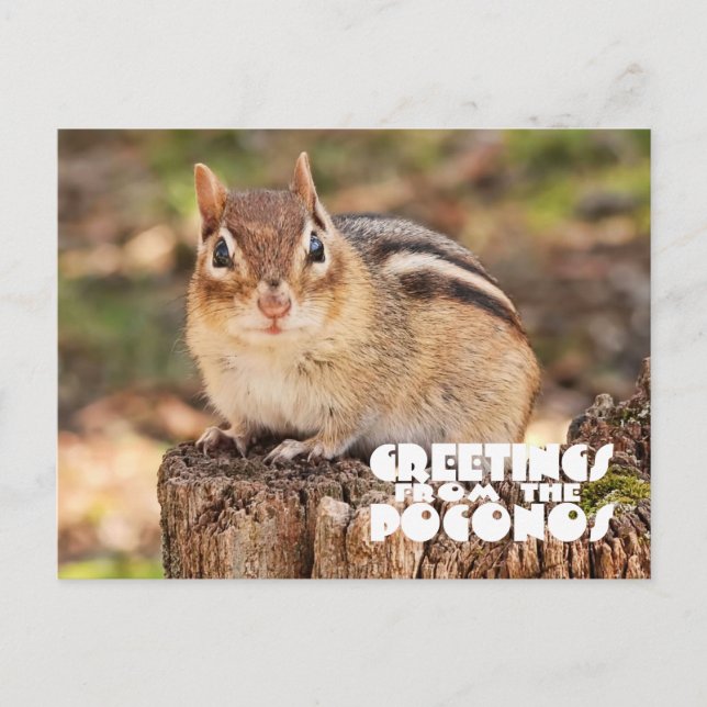 Greetings from the Poconos! Adorable Fat Chipmunk Postcard (Front)