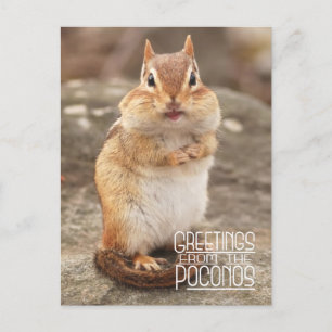 Greetings from the Poconos Chipmunk Postcard