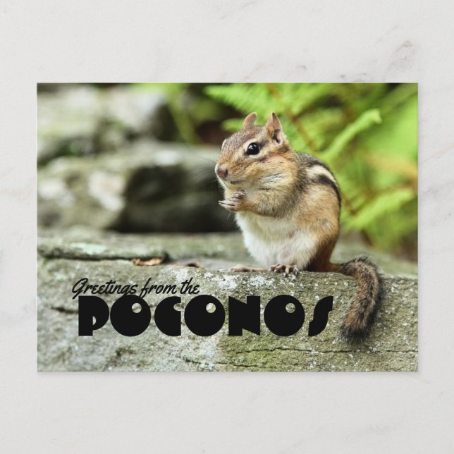Greetings from the Poconos Mischievous Chipmunk Postcard (Front)
