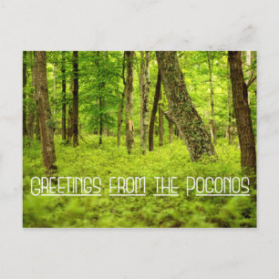 Greetings from the Poconos Summer Woods Postcard