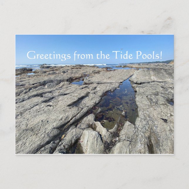 Greetings from the Tide Pools! Postcard (Front)