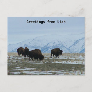 Greetings from Utah - American Bison Postcard