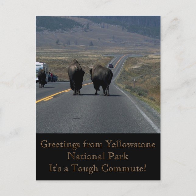 Greetings from Yellowstone National Park Postcard (Front)