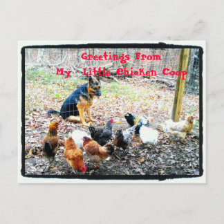 Greetings My Little Chicken Coop Postcard