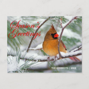 Greetings - Northern Cardinal in Snowy Pine Tree Postcard