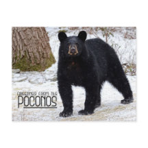 Greetings! Pennsylvania Black Bear in Winter
