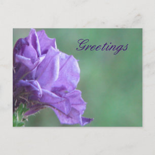 Greetings Postcard
