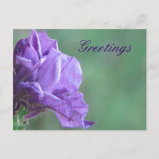 Greetings Postcard