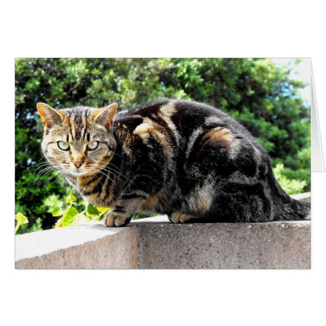 Gremlin the tabby cat card (Front Horizontal)