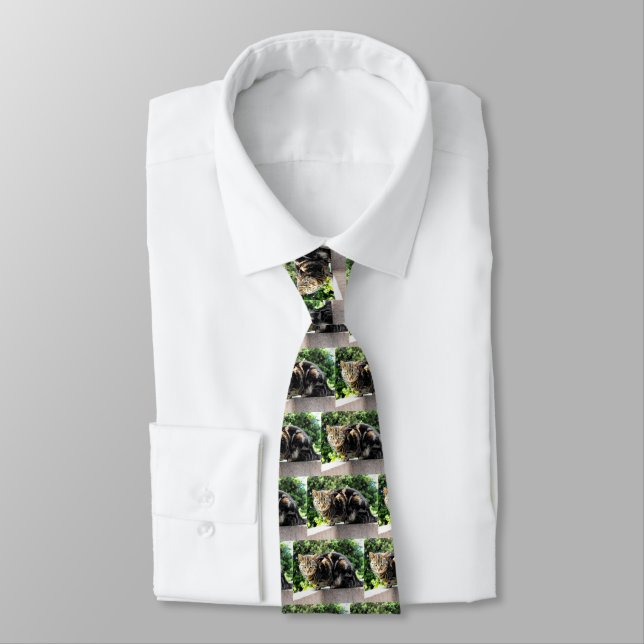 Gremlin the tabby cat tie (Tied)