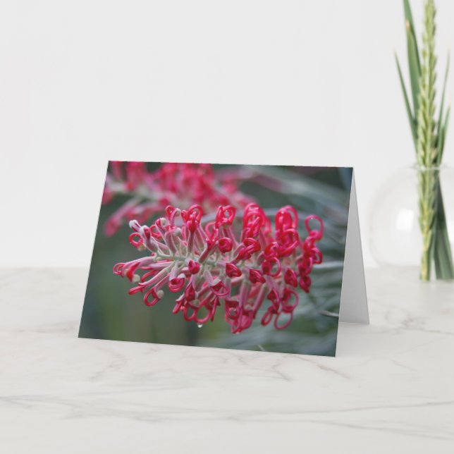 grevillea flower card (Front)