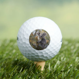 Grevillea Koala Bear, Golf Balls