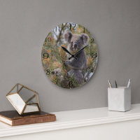 Grevillea Koala Bear,