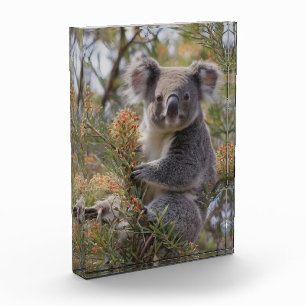 Grevillea Koala Bear, Photo Block