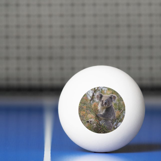 Grevillea Koala Bear, Ping Pong Ball (Net)