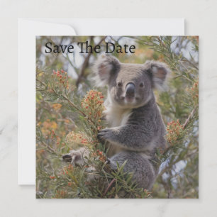 Grevillea Koala Bear, Save The Date