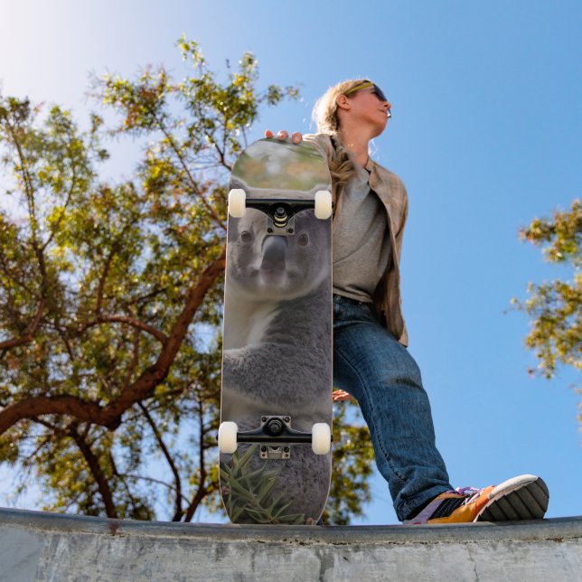 Grevillea Koala Bear, Skateboard (Outdoor 1)