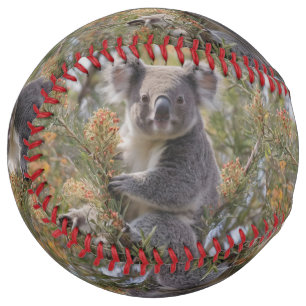 Grevillea Koala Bear, Softball