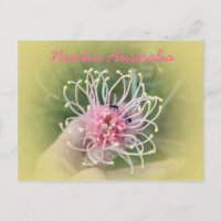 Grevillia Pink