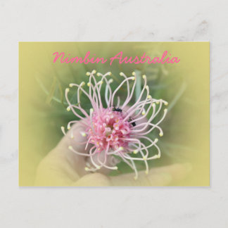 Grevillia Pink Postcard
