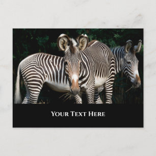 Grevy's Zebras Postcard