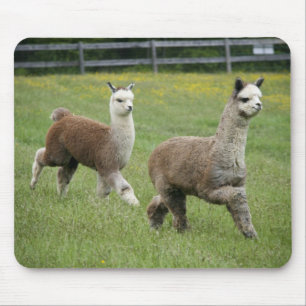 Grey Alpacas Running Mouse Mat