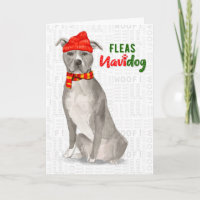 Grey American Staffordshire Pitbull Dog Funny