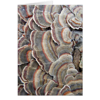 Grey and Burgundy Fungi Ripples