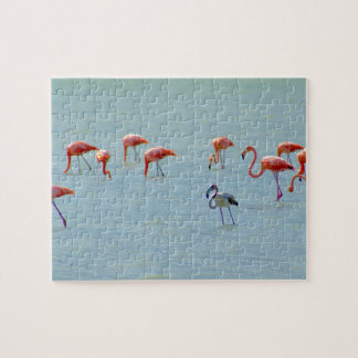 Grey and pink flamingos flock in lake jigsaw puzzle