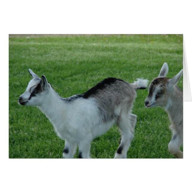 Grey and Red (Front Horizontal)