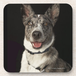 Grey and white Australian Shepherd with harness Coaster