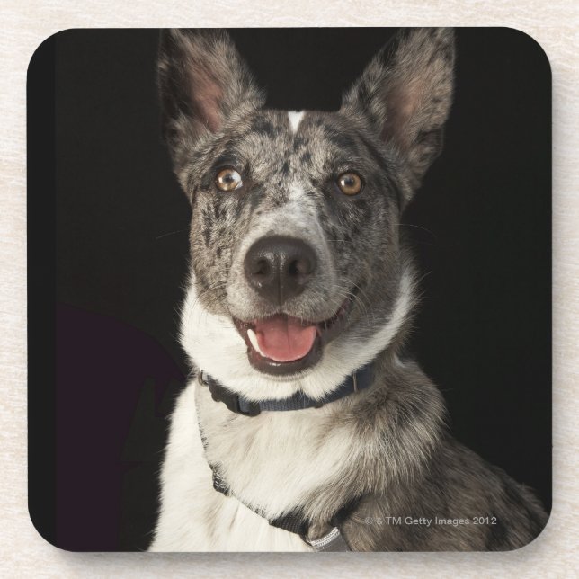 Grey and white Australian Shepherd with harness Coaster (Front)