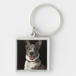 Grey and white Australian Shepherd with harness Key Ring